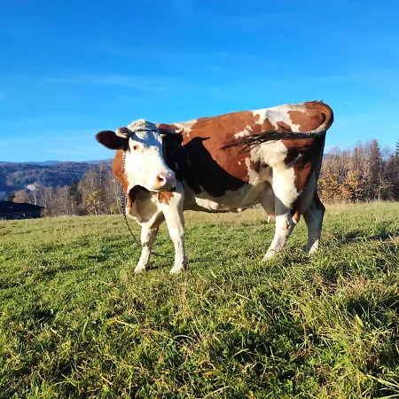 Willa Stodola 55 Milówka