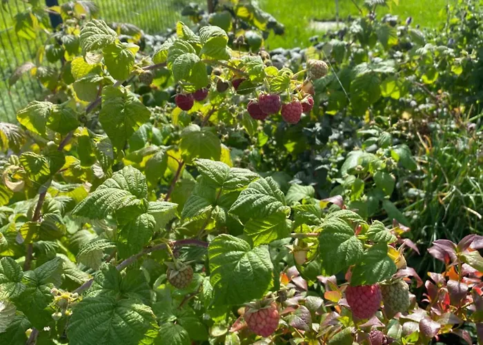 فيلة Stodola 55 *