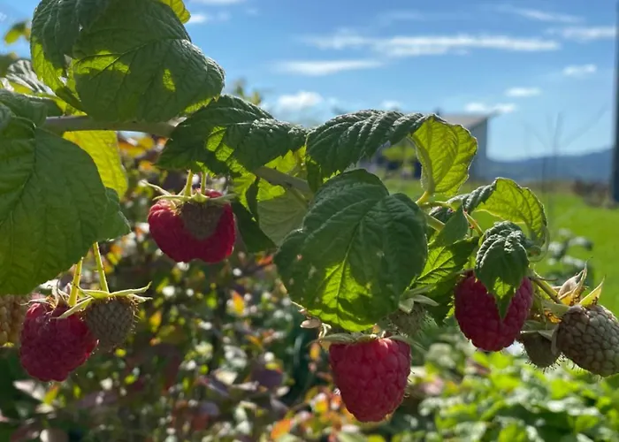 فيلة Stodola 55 ميلوفكا