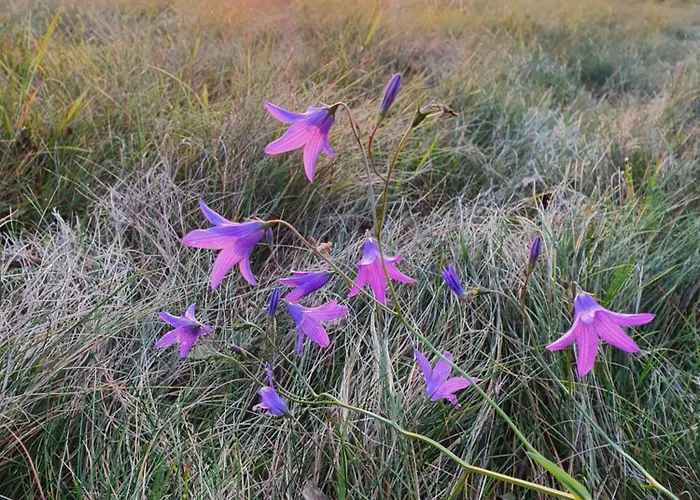 Stodola 55 * ميلوفكا